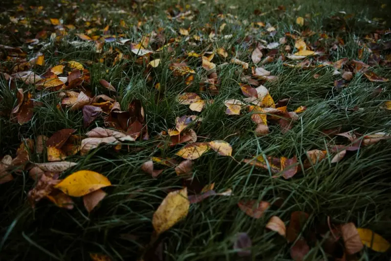 Autumn leaves scattered across grass